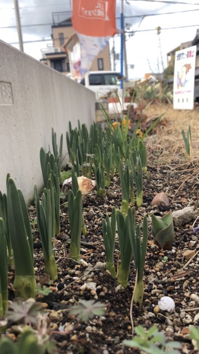 春の芽吹き