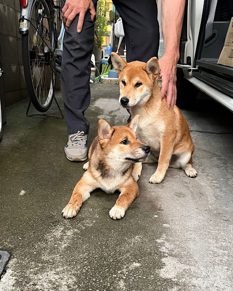 ごま柴犬