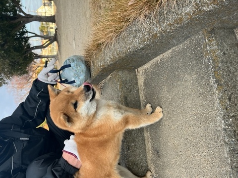 柴犬の子犬