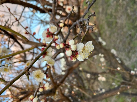 梅の花