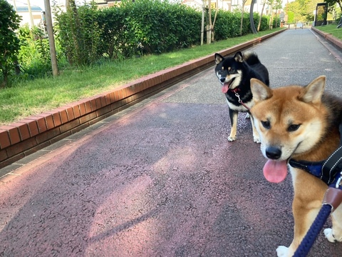 しば犬