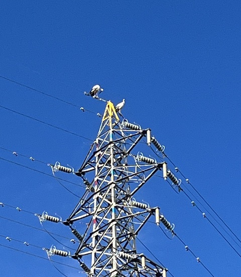 コウノトリ　播磨町