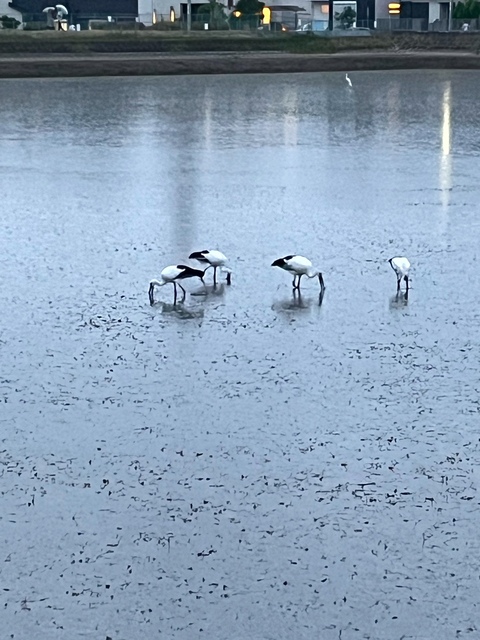 コウノトリ