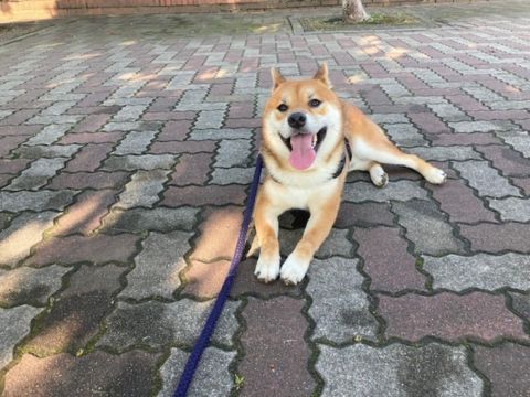 播磨町注文住宅