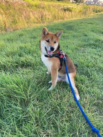 播磨町　しっくいの家