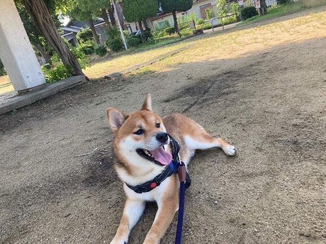 播磨町　リノベーション