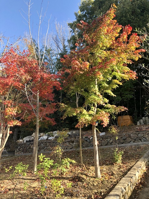 若生植木農園　モミジ