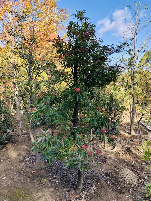 若生植木農園　イジュ