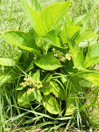 紫陽花つぼみ