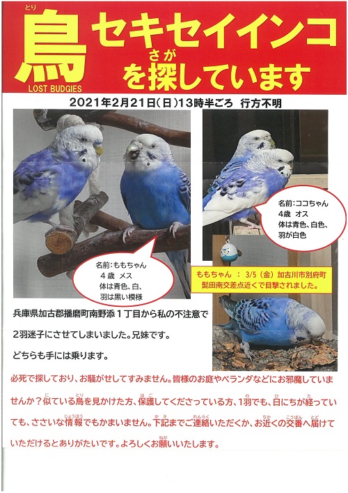 インコ探すチラシ