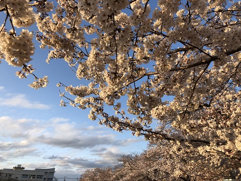 ケーアイリビングの近くの桜の画像