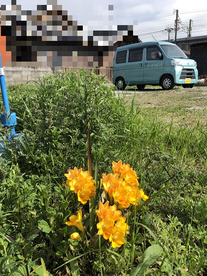 駐車場に咲くフリージア